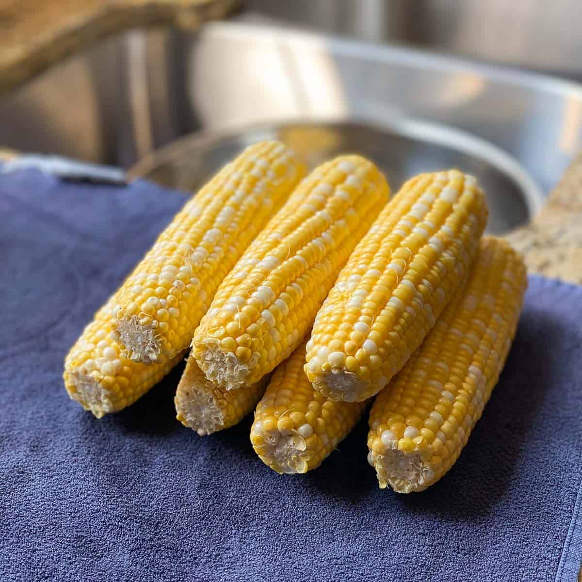 Fresh corn on the cob cleaned and stacked on a blue towel.